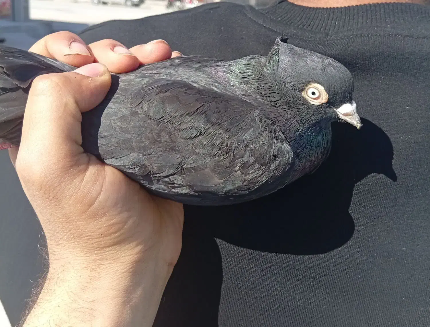 کبوتر زاغ|پرنده|ایذه, |دیوار