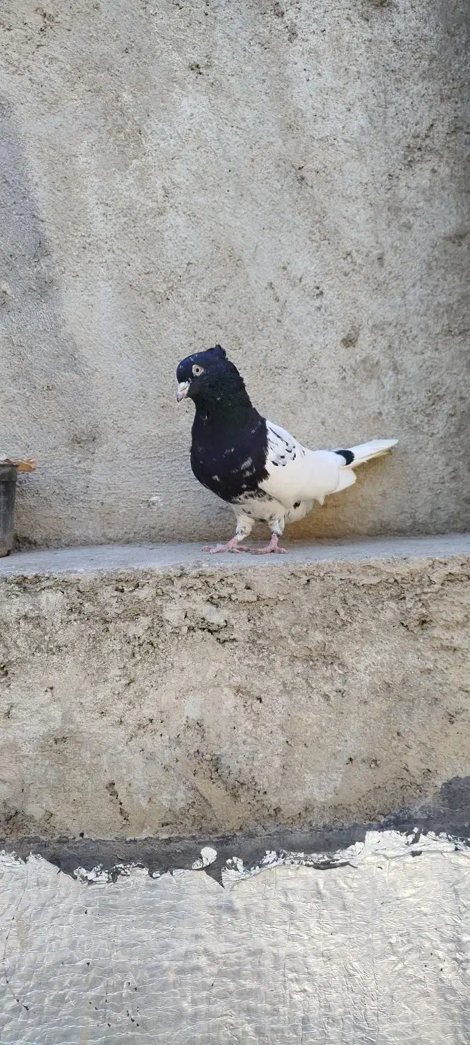 کله سیاه کاکولی نر|پرنده|گالیکش, |دیوار