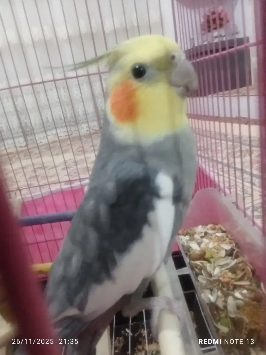 عروس هلندی|پرنده|ساوه, |دیوار