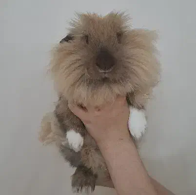 فوری|موش و خرگوش|تهران, بلوار کشاورز|دیوار