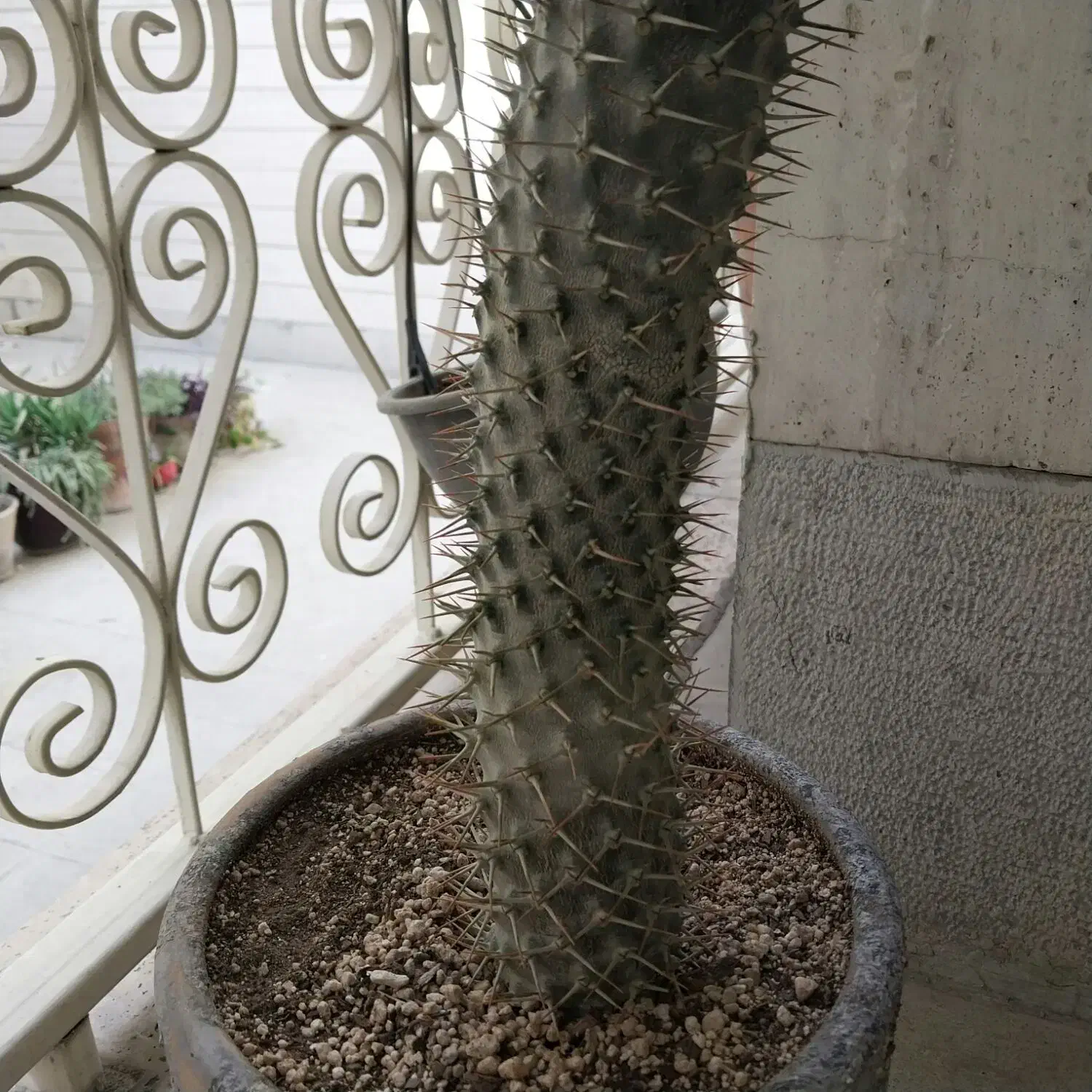گل آپارتمانی نخل ماداگاسکار|گل و گیاه طبیعی|تهران, مرزداران|دیوار