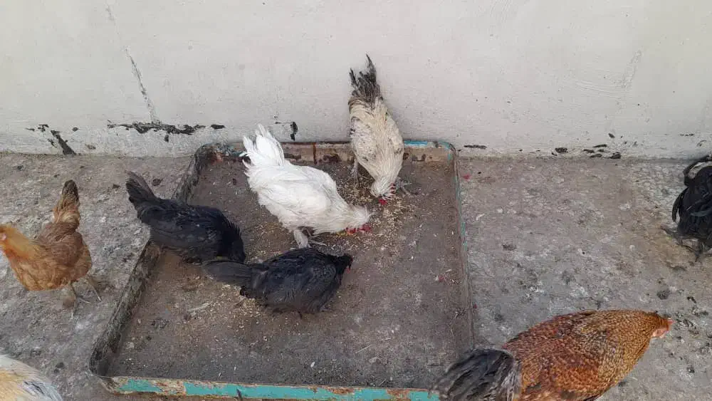 خروس سالم و بی نظیر|حیوانات مزرعه|قم, در بهشت|دیوار