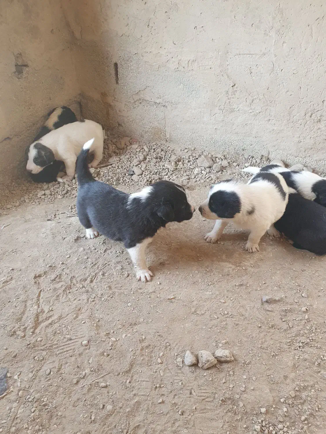 سگ افغانی|سگ|جهرم, |دیوار