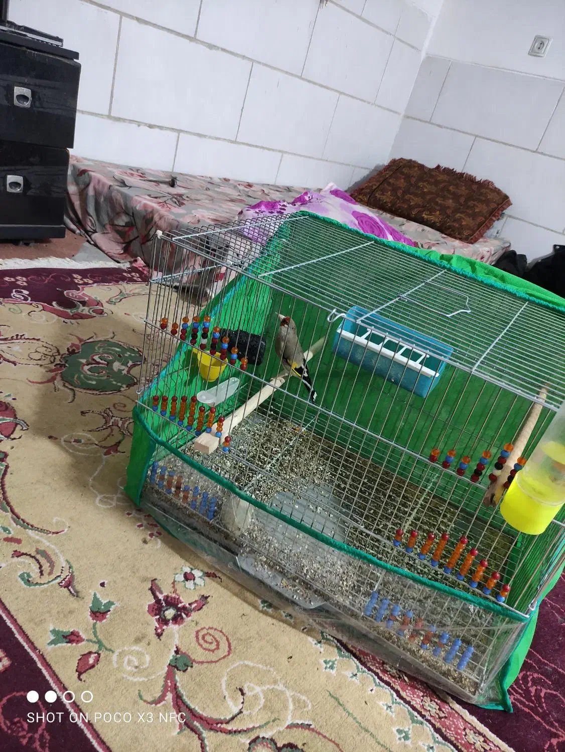 سهره سقا|پرنده|کرمان, |دیوار