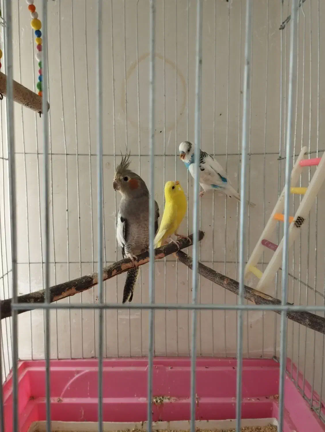 دوتا طوطی نر و ماده با یه عروس هلندی ماده|پرنده|اردبیل, |دیوار