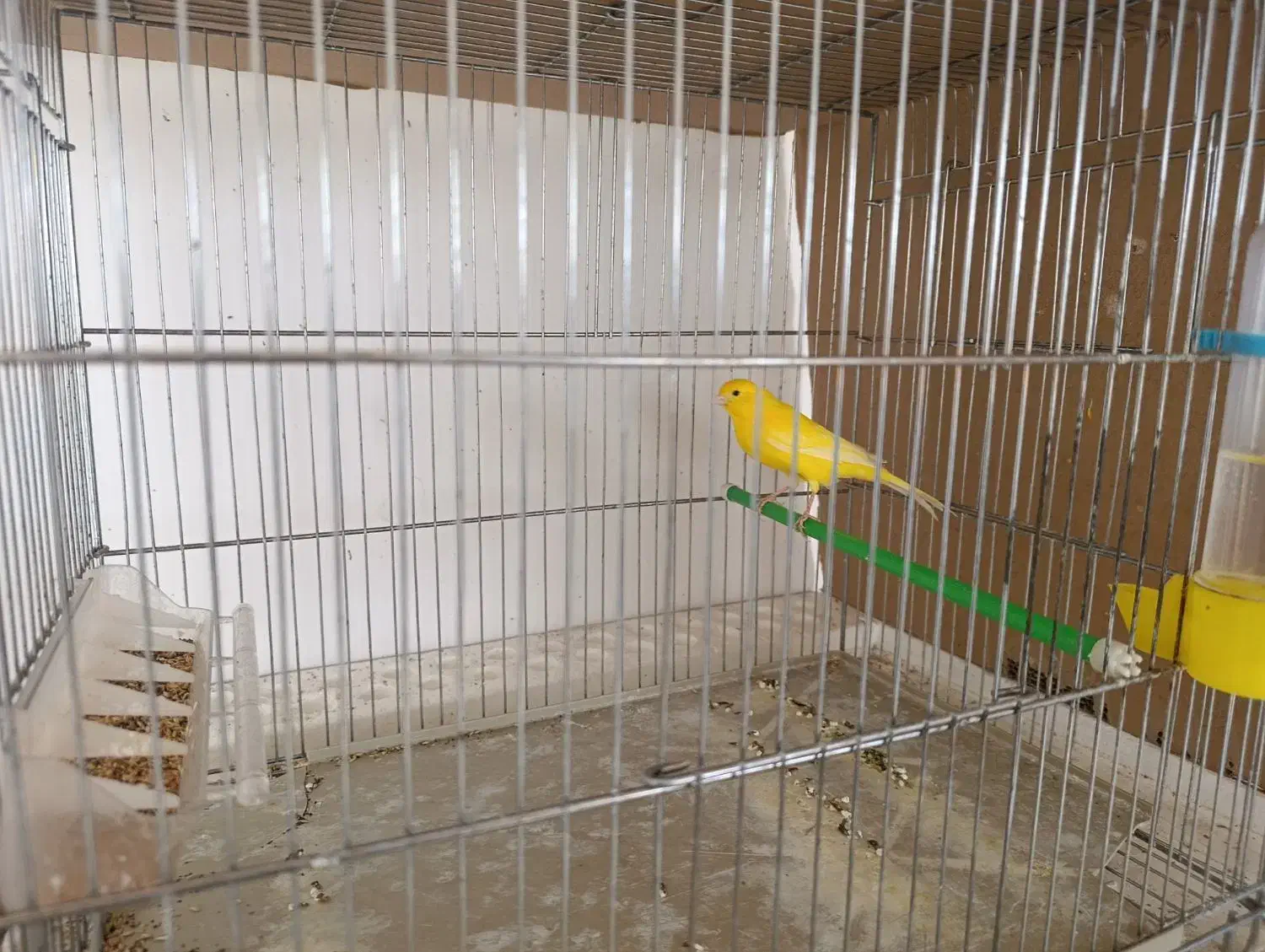 قناری|پرنده|ایلام, |دیوار