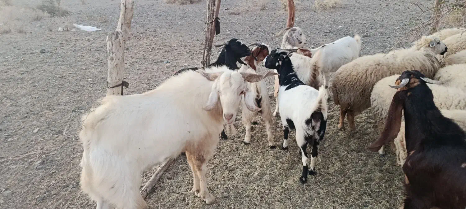 گوسفند بز فروشی|حیوانات مزرعه|بلوک, |دیوار