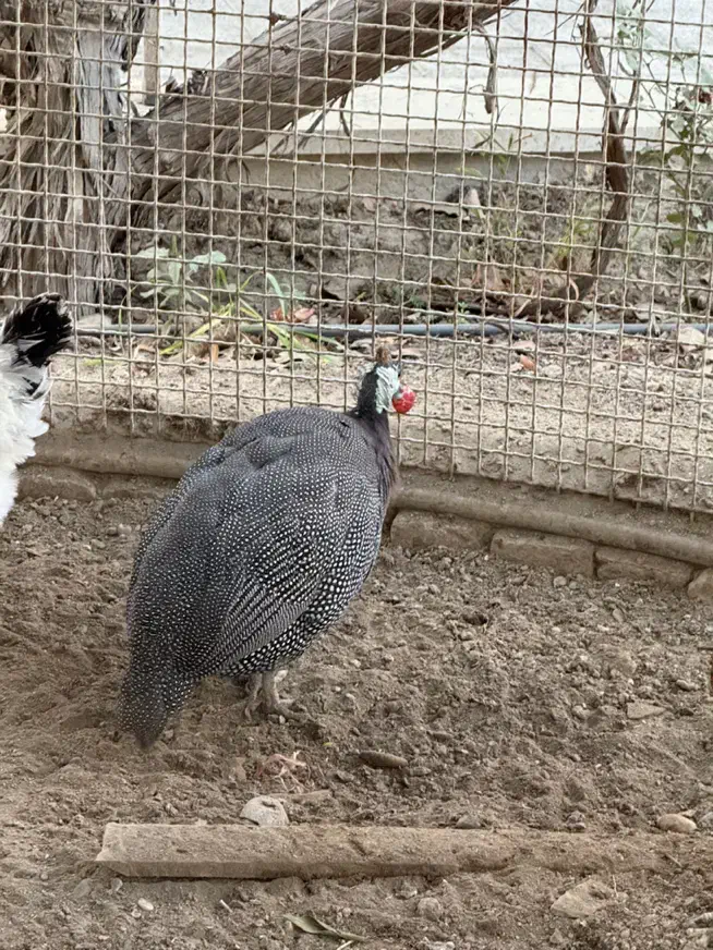 مرغ شاخ دار|حیوانات مزرعه|فردیس, شهرک هفده شهریور|دیوار