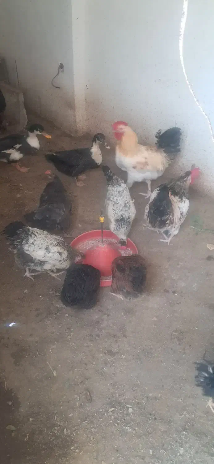 مرغ و خروس|حیوانات مزرعه|آبیک, |دیوار