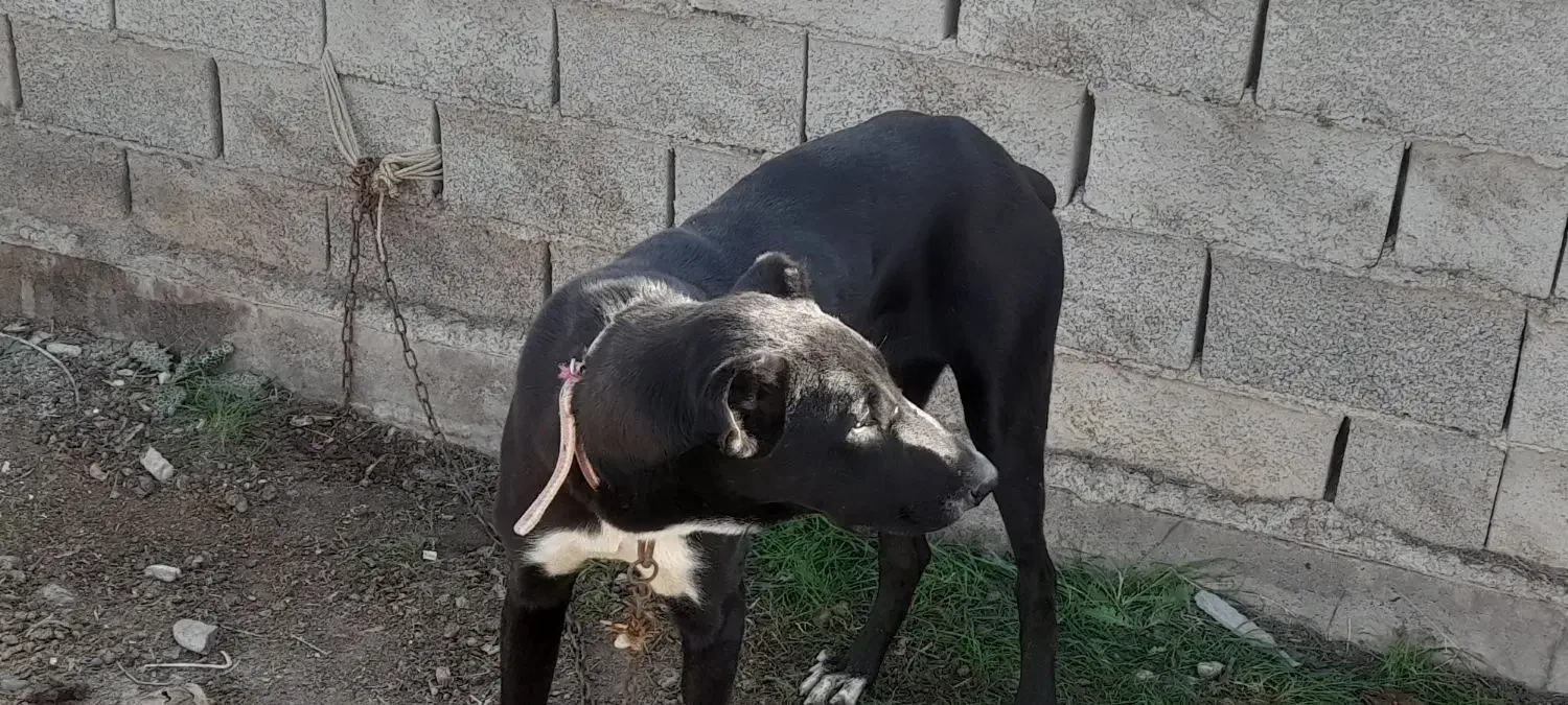 یک سگ|سگ|سیمین شهر, |دیوار