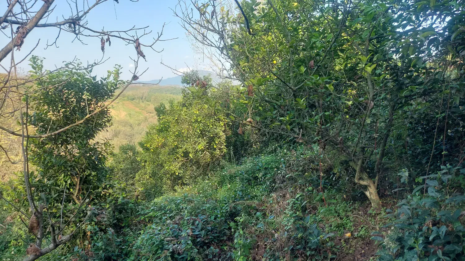 باغ مرکبات و چای|فروش زمین و ملک کلنگی|املش, |دیوار