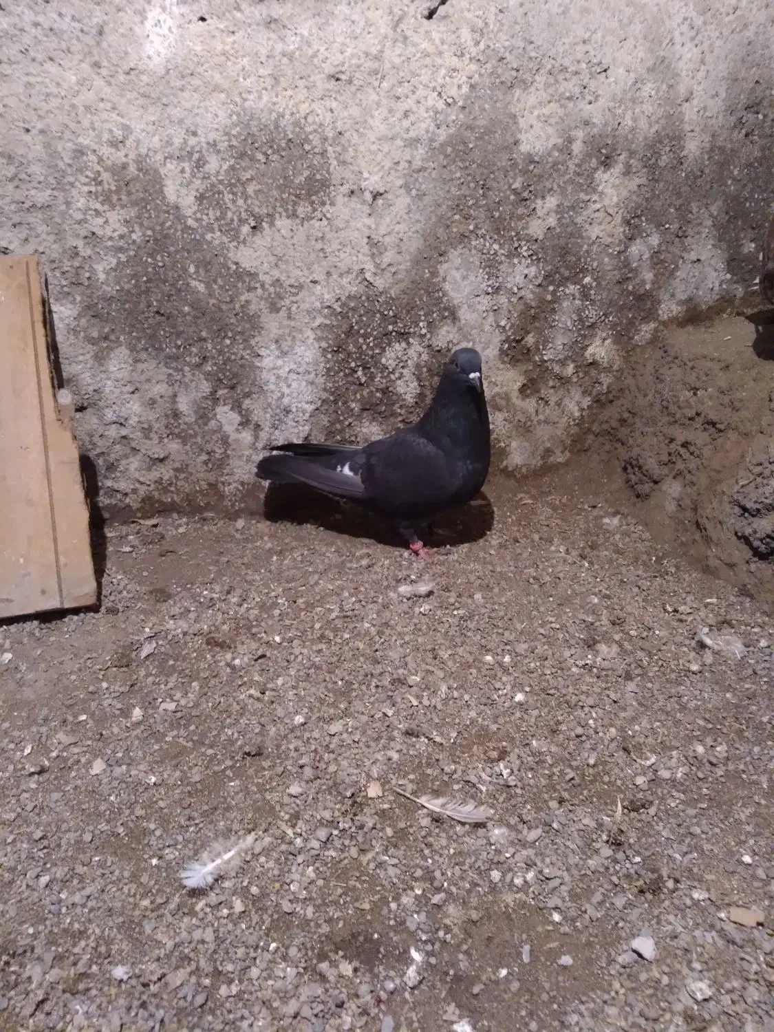 طوقی|پرنده|نمین, |دیوار