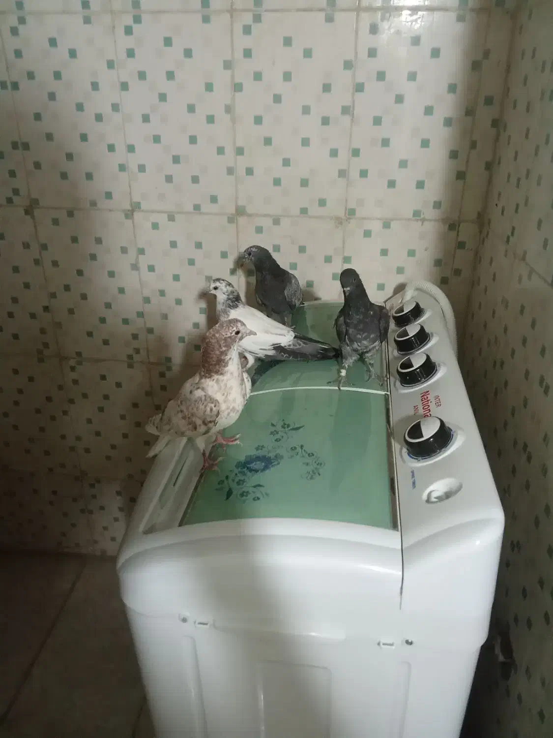 کفتر|پرنده|کهنوج, |دیوار