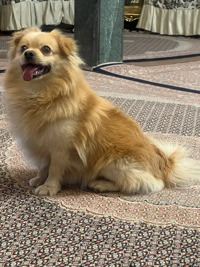 سگ پامر روباهی|سگ|خوی, |دیوار