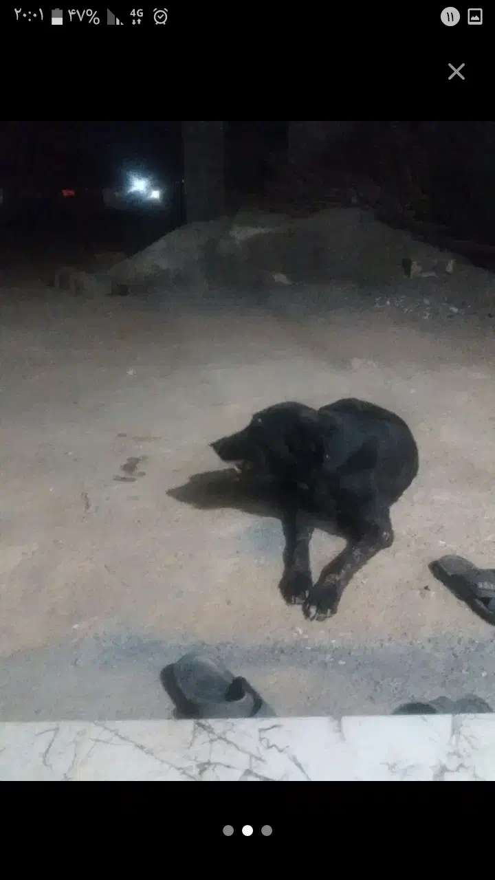 سگ گله ای فروش فوری|سگ|لردگان, |دیوار