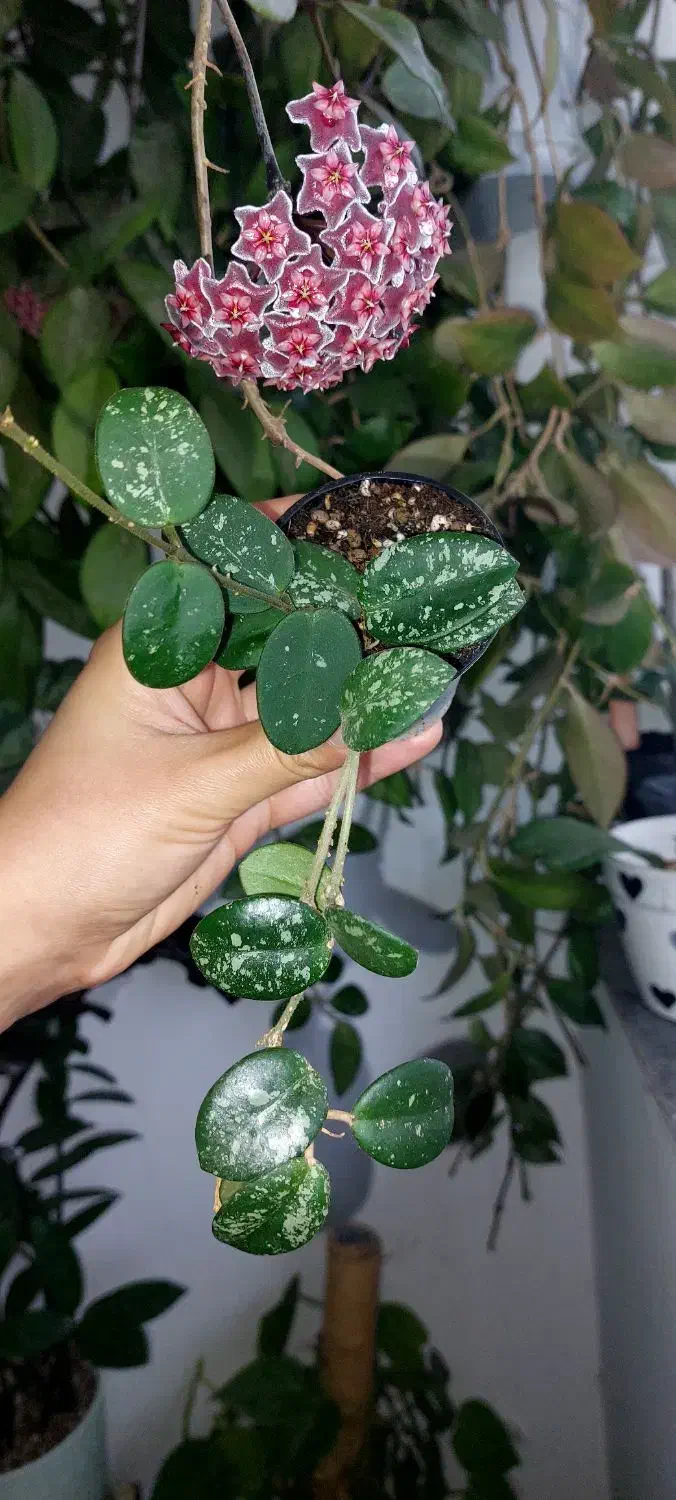 گل هویا|گل و گیاه طبیعی|رشت, دیلمان|دیوار