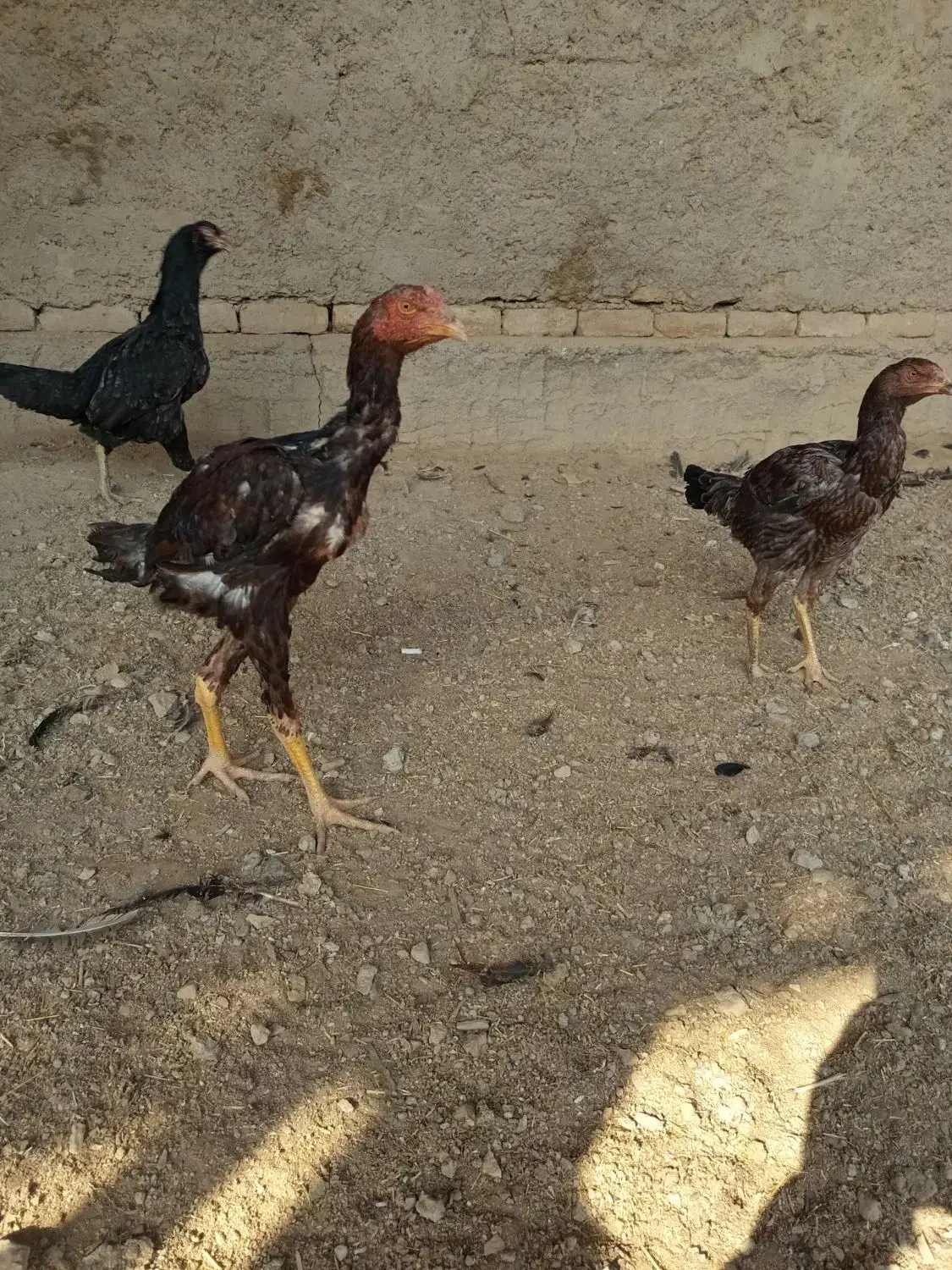 خروس لاری|حیوانات مزرعه|اصفهان, ارداجی|دیوار