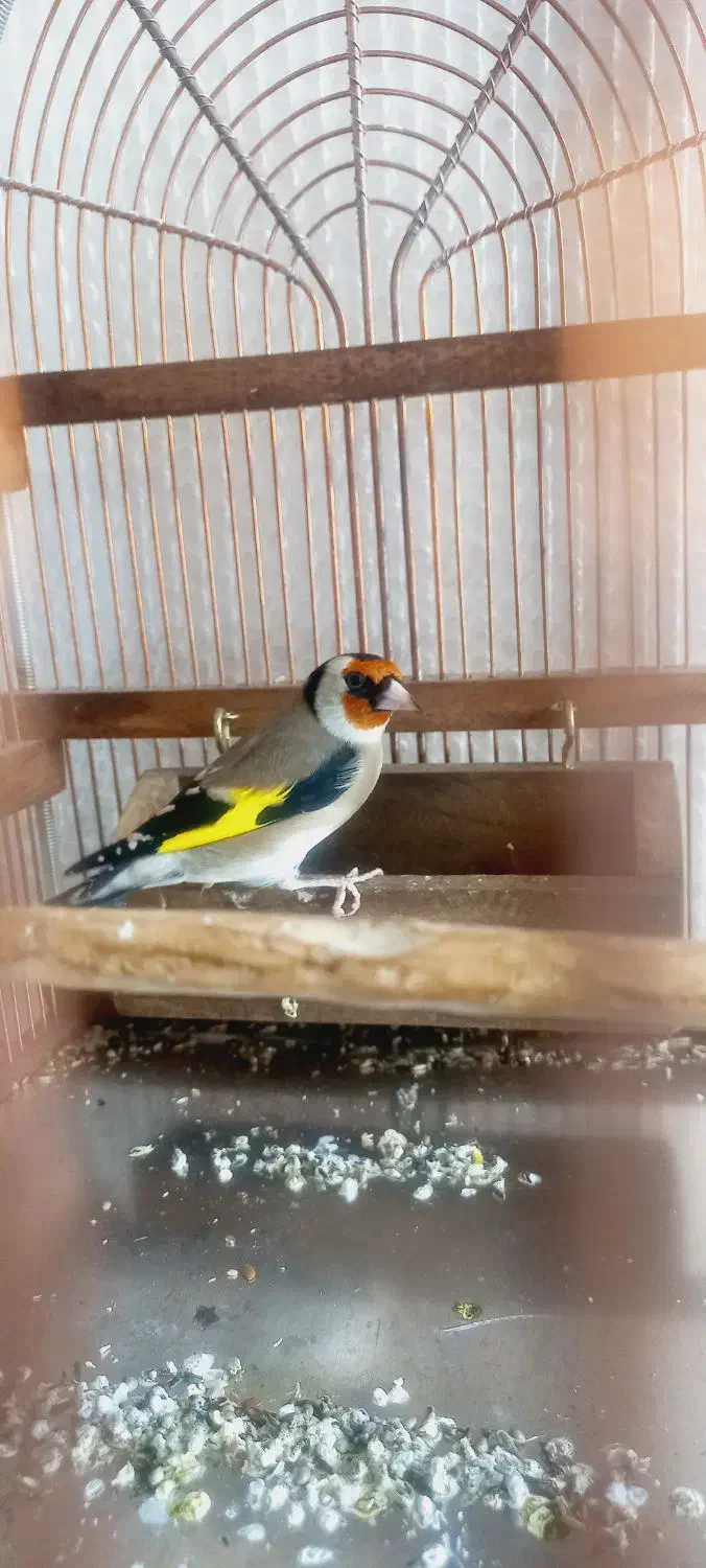 سهره|پرنده|قروه, |دیوار