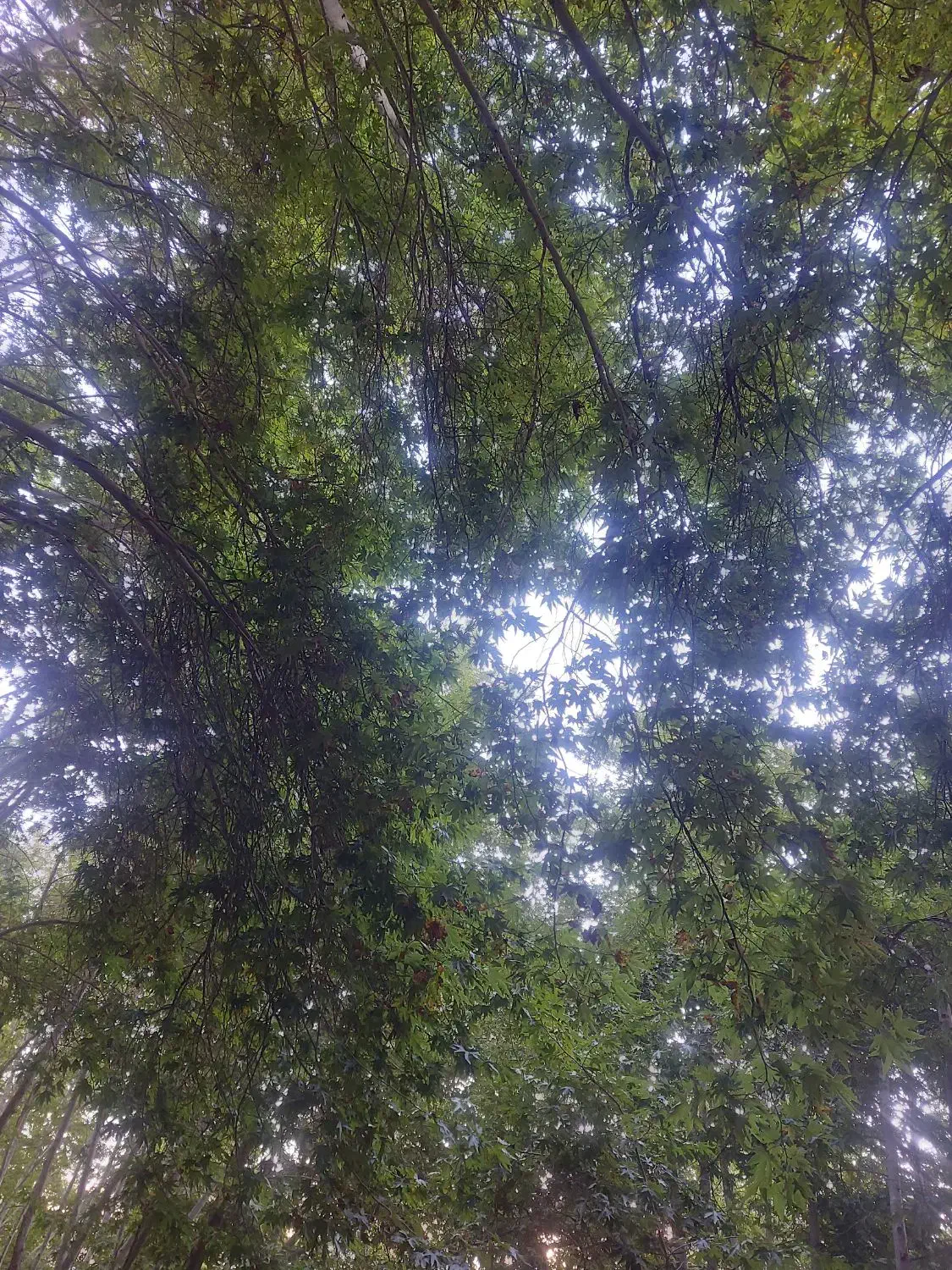 فروش باغ شهری ملوسجان|فروش زمین و ملک کلنگی|بیضا, |دیوار