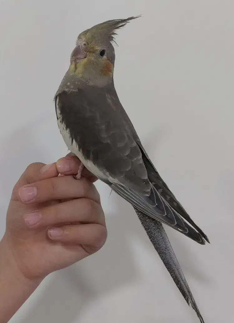 عروس هلندی خاکستری شش ماهه|پرنده|سردشت, |دیوار