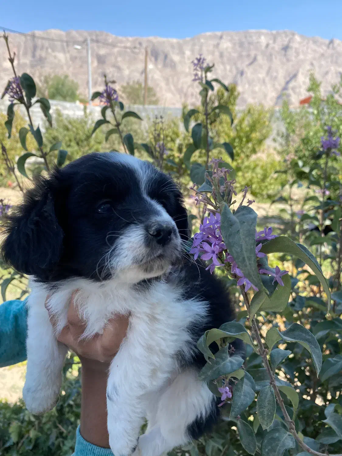 سگ دوماهه|سگ|شهرضا, |دیوار