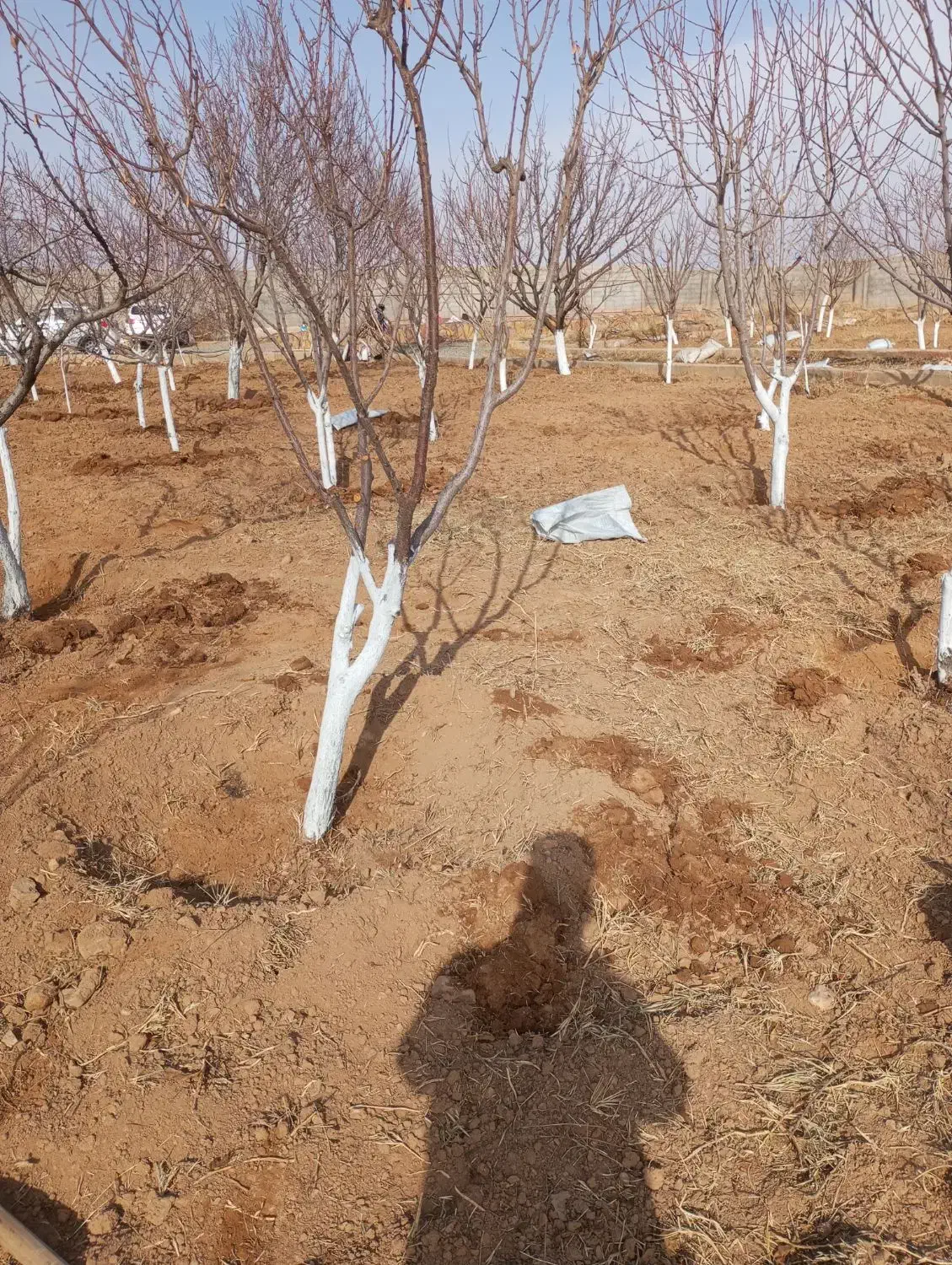 انجام کلیه کارهای باغبانی وسم پاشی و تیلرزدن|خدمات باغبانی و درختکاری|مشهد, توس (بلوار توس)|دیوار