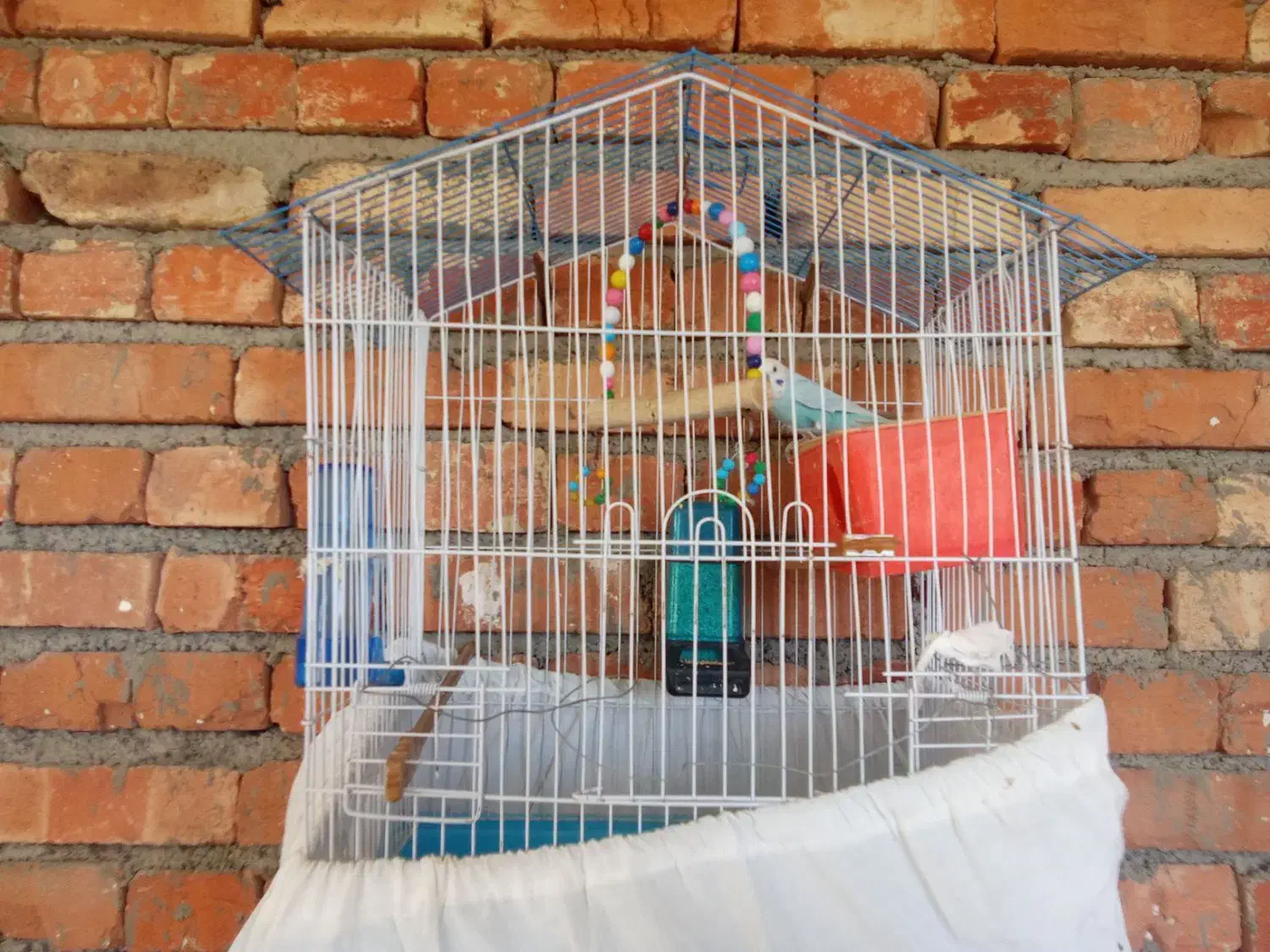 مرغ عشق|پرنده|ارومیه, |دیوار