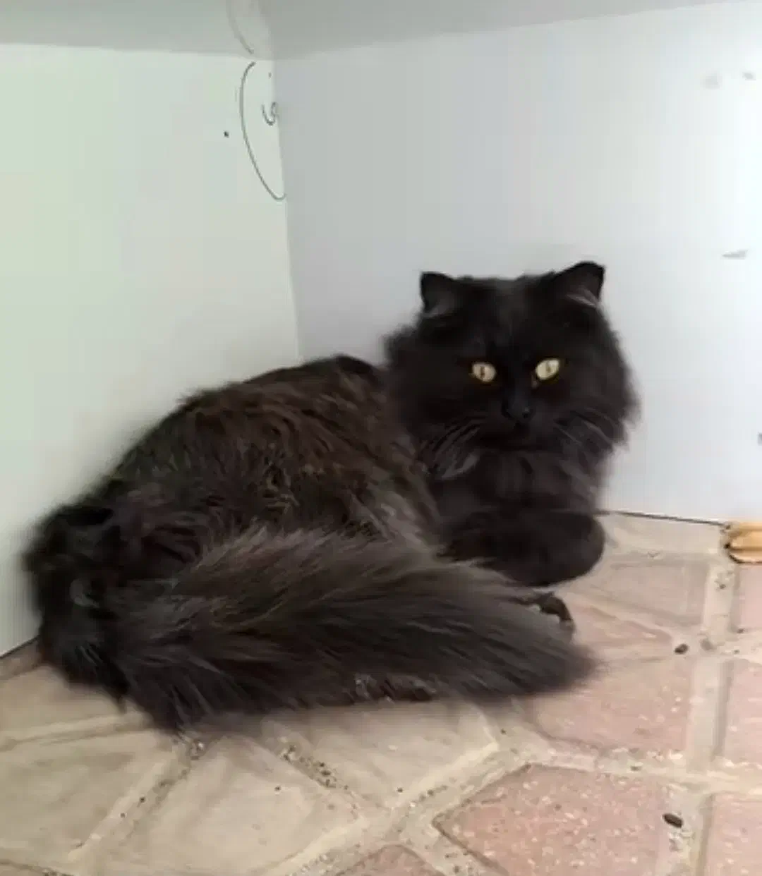 گربه گمشده|حیوانات|شیراز, غدیر شمالی|دیوار