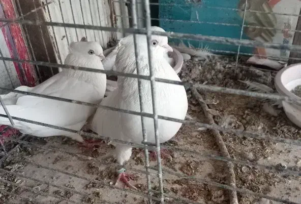 کفتر اراکی|پرنده|شهرضا, |دیوار