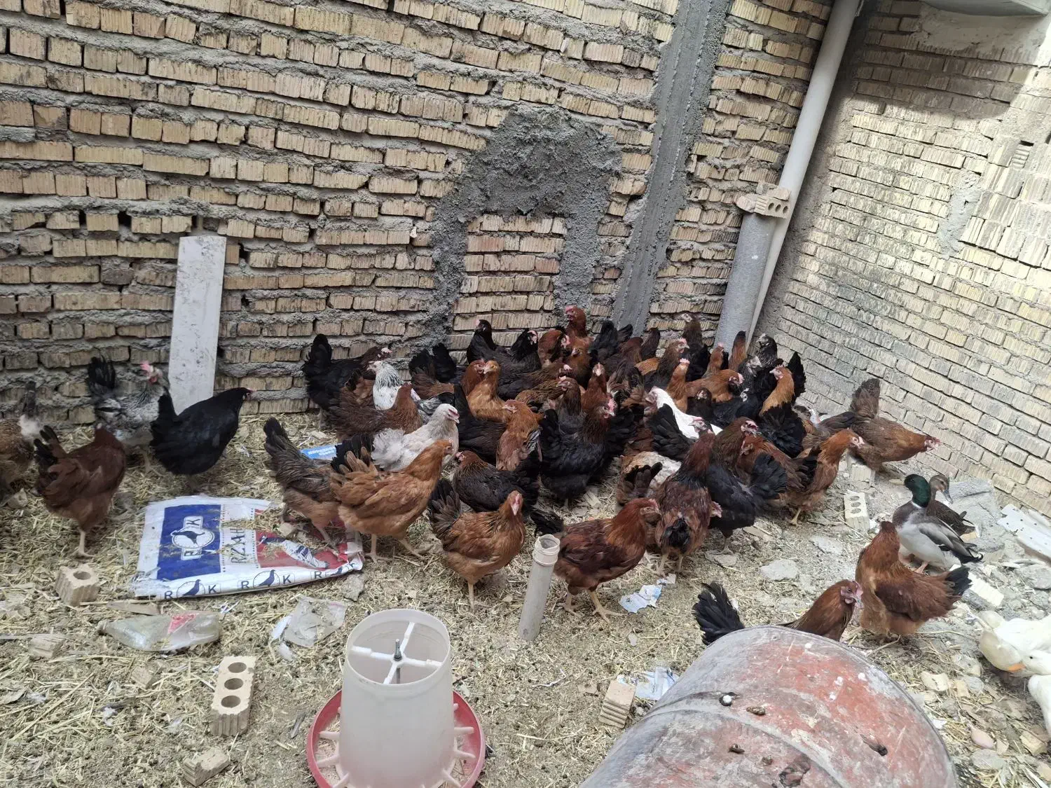 مرغ و خروس|حیوانات مزرعه|آباده, |دیوار