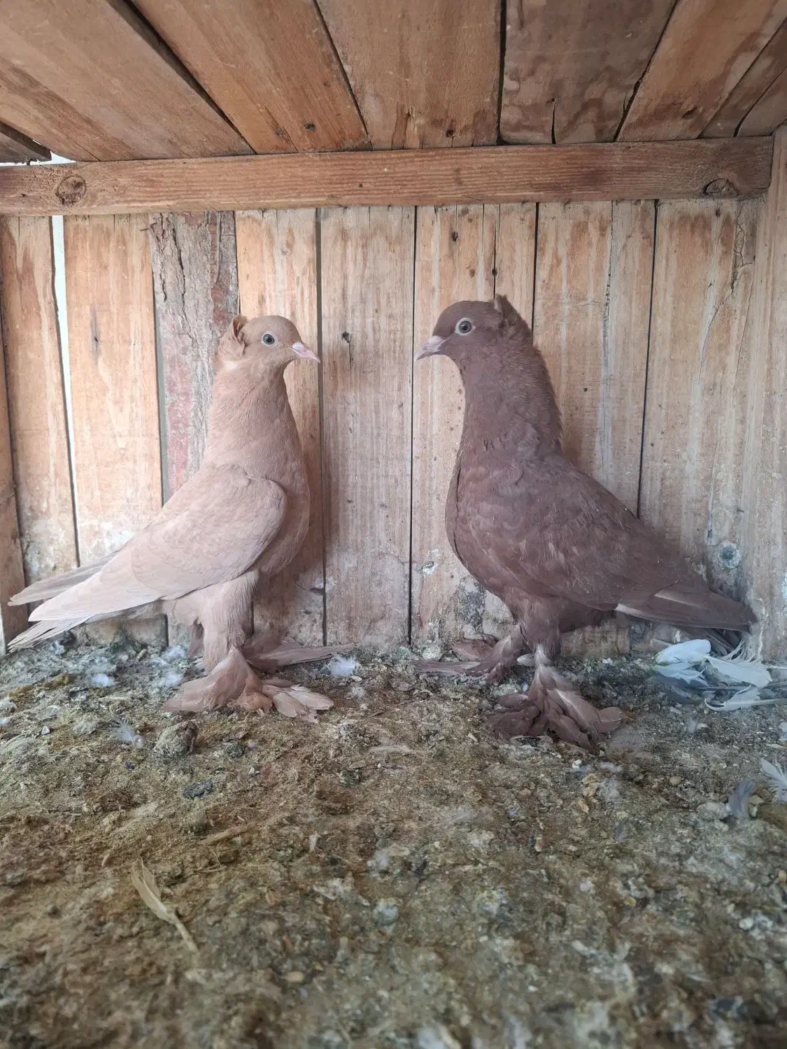 طوقی،رواعب|پرنده|قم, شهرک مهدیه (مدرس)|دیوار