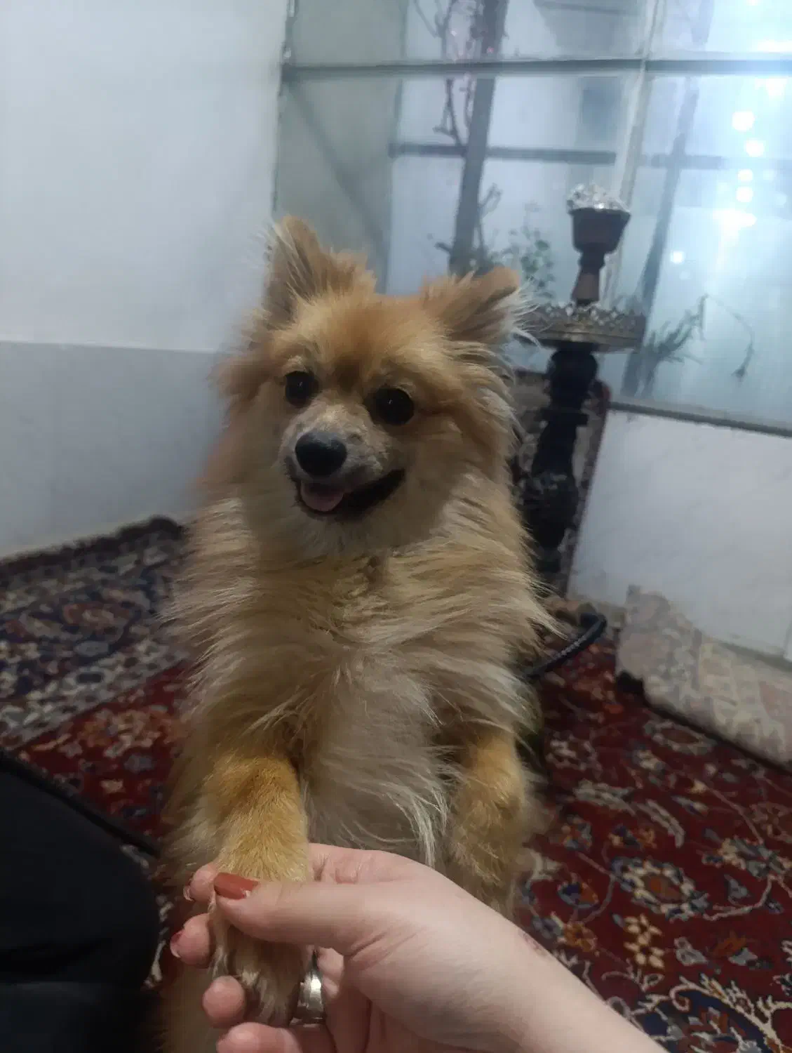 پامر روباهی ماده|سگ|صحنه, |دیوار