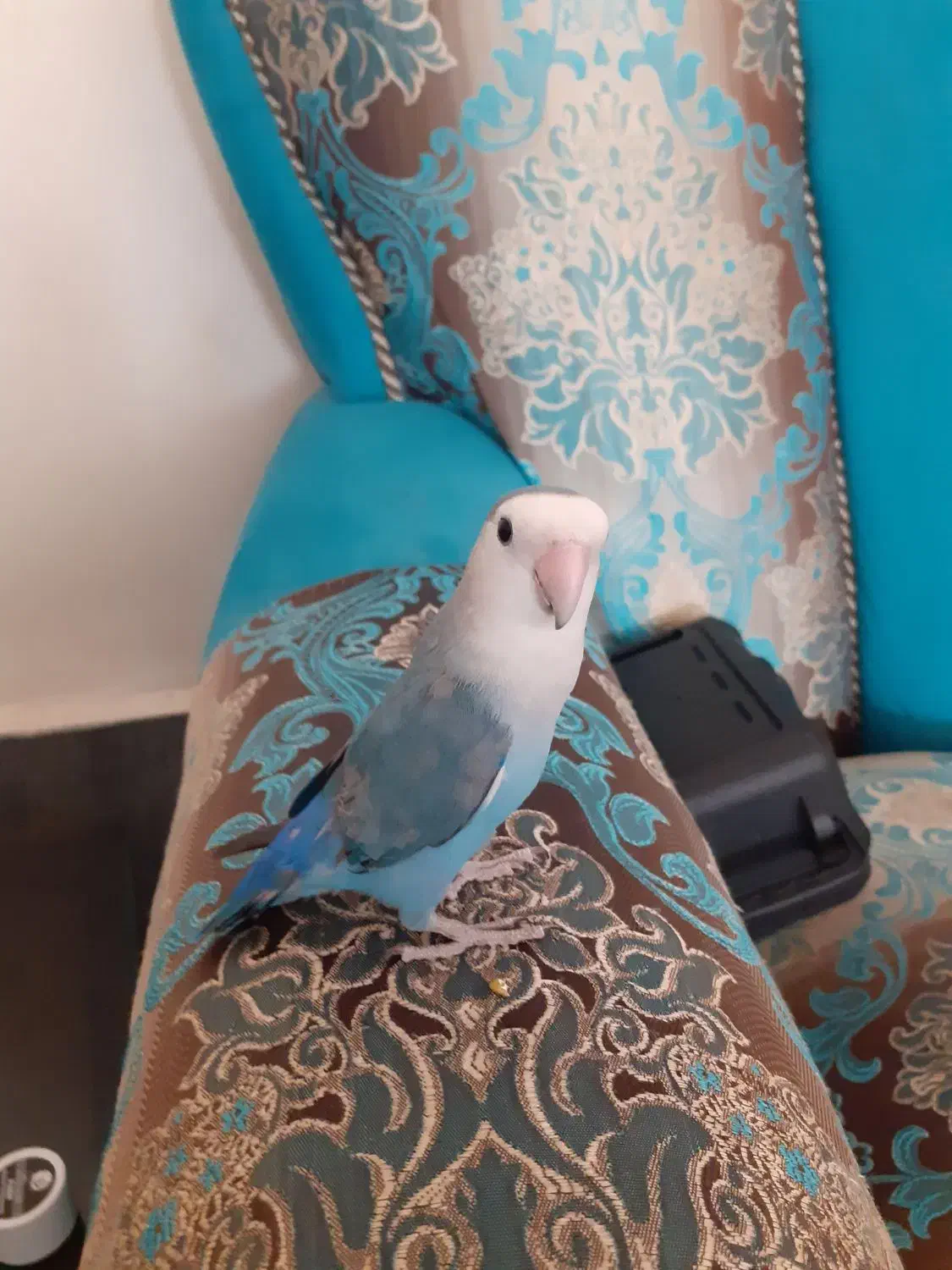 طوطی برزیلی . هودی طوطی|پرنده|کازرون, |دیوار