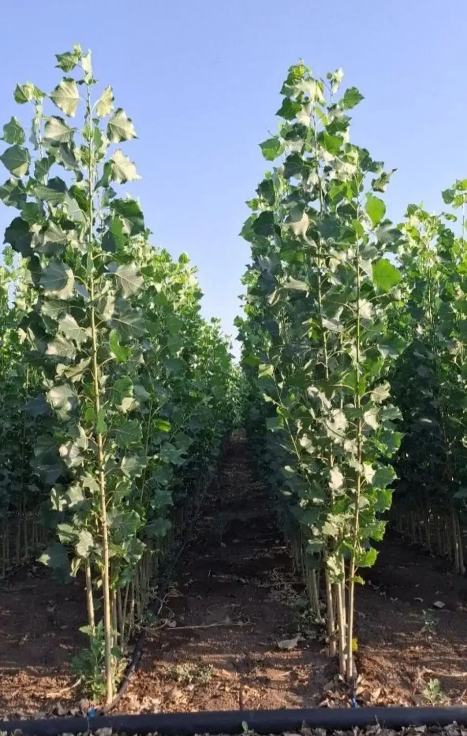 نهال صنوبر نیگرا ترکیه وانواع نهال مثمر و غیر مثمر|خدمات باغبانی و درختکاری|تایباد, |دیوار