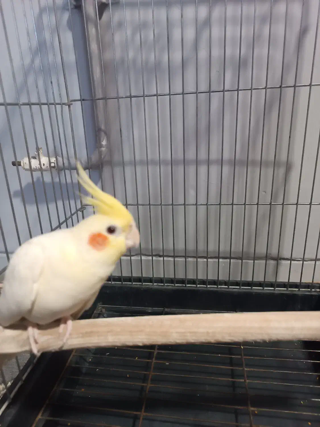 عروس هلندی نر|پرنده|قرق, |دیوار