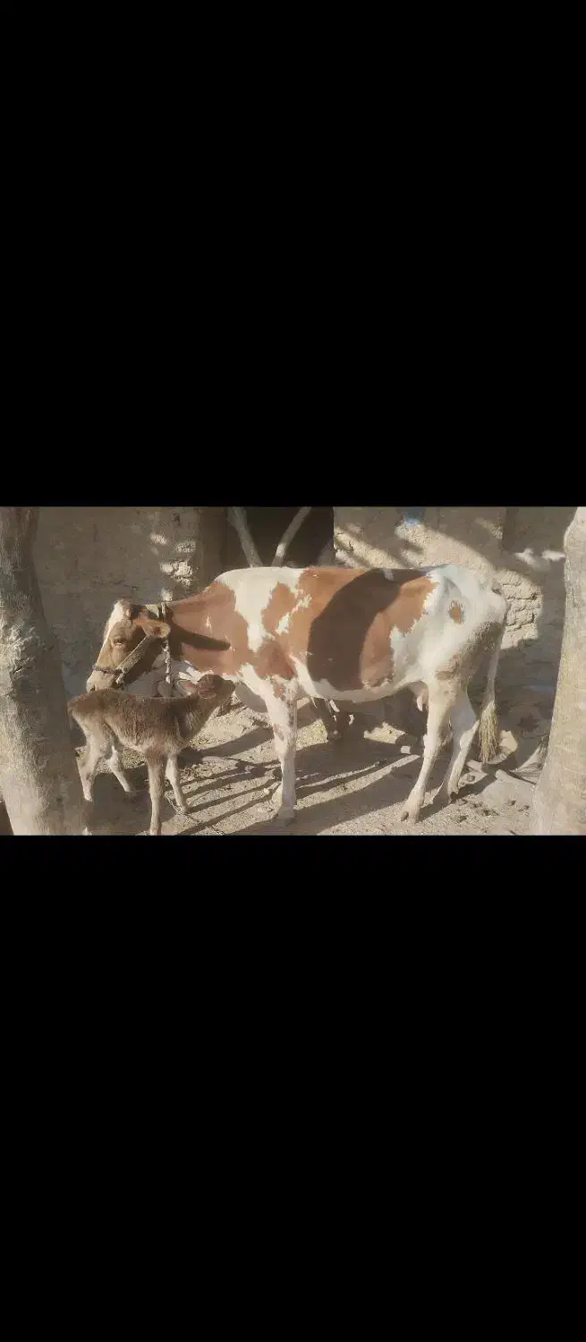 گاو با گوساله|حیوانات مزرعه|دزپارت, |دیوار