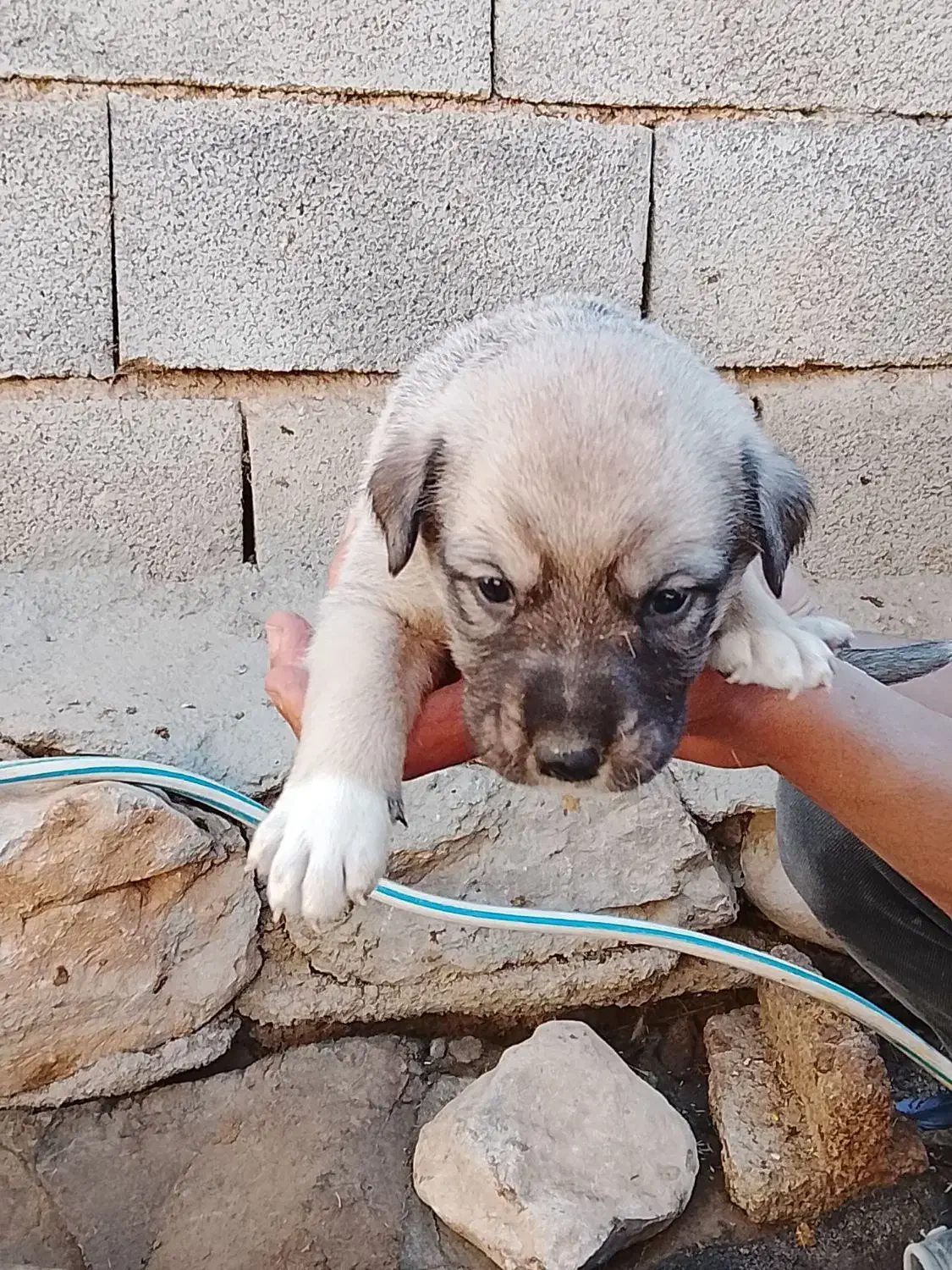 توله سگ سرابی|سگ|بیلوار, |دیوار