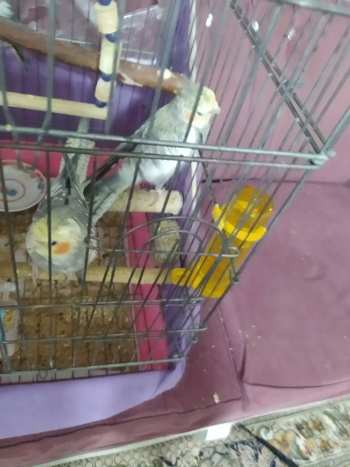 عروس هلندی|پرنده|قرچک, مهدیه|دیوار