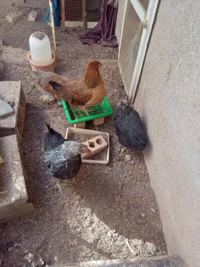 مرغ تخمگذار|حیوانات مزرعه|اقلید, |دیوار