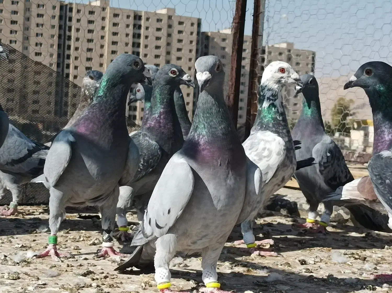 15جفت کفتر دست اولی شب بازی|پرنده|شیراز, سهل‌آباد|دیوار