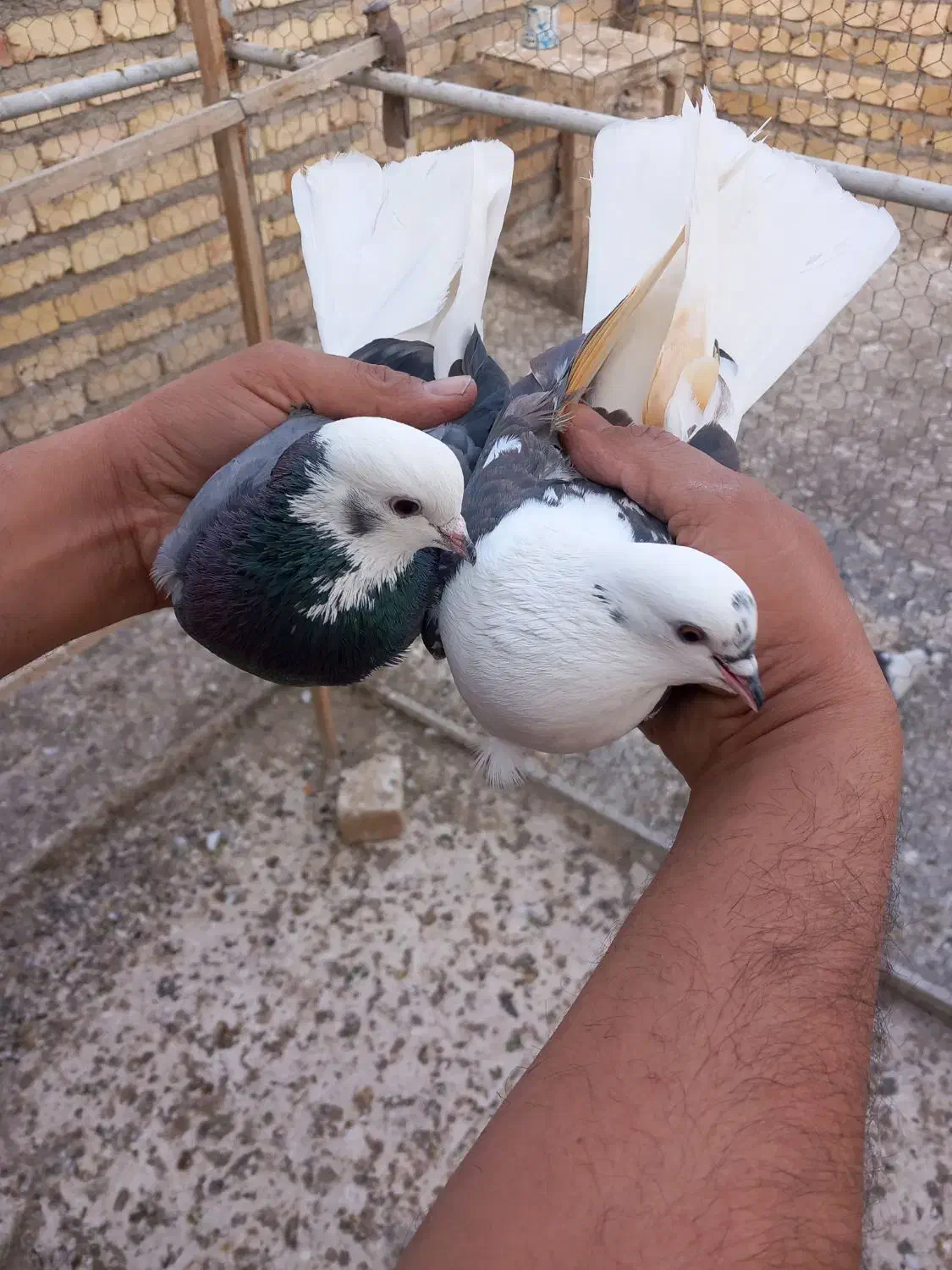 پرشی|پرنده|قم, باغ کرباسی|دیوار