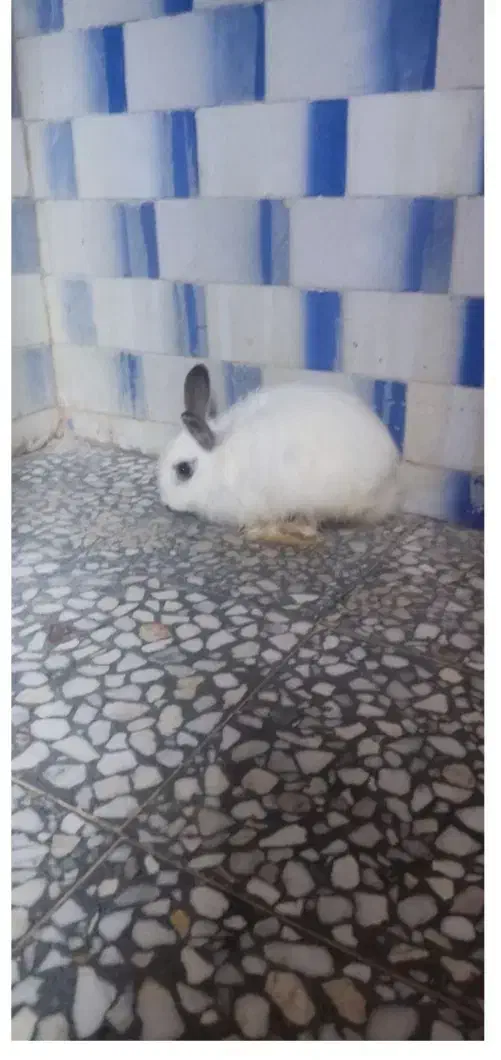 خرگوش ها نره وماد ،۱ساله وچند ماه قیمت دونه۳۰۰هزار|موش و خرگوش|پلدختر, |دیوار