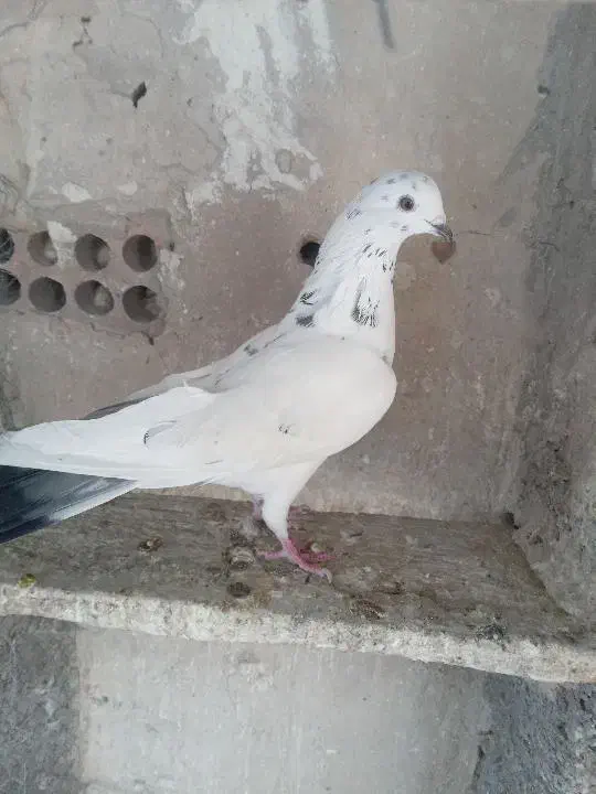 کفتر|پرنده|ری, صفاییه (چشمه علی)|دیوار