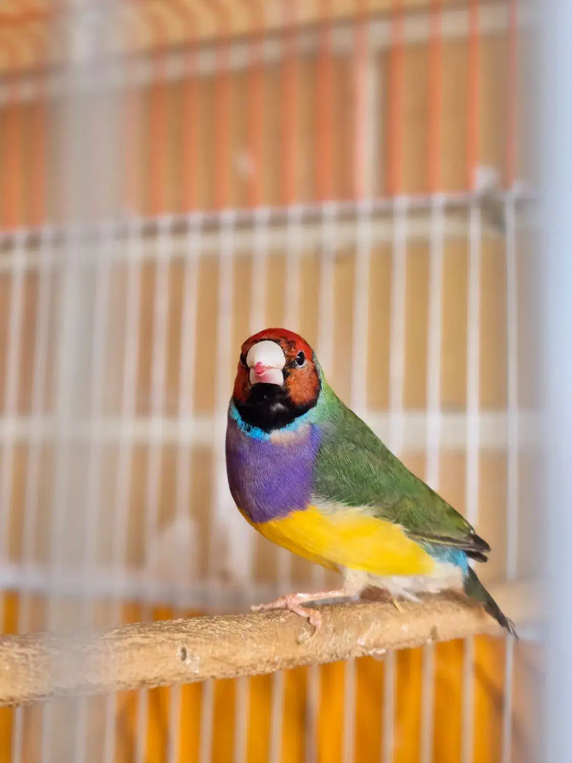 فنچ گلدین|پرنده|شاهین‌شهر, دهخدا|دیوار