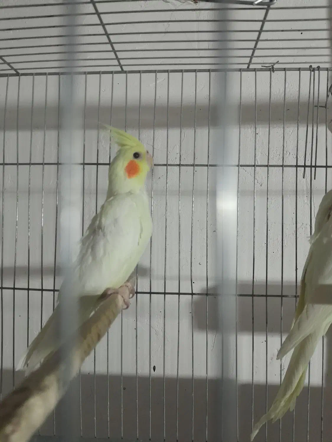 طوطی لوتینو عروس نیم دستی|پرنده|اقبالیه, |دیوار