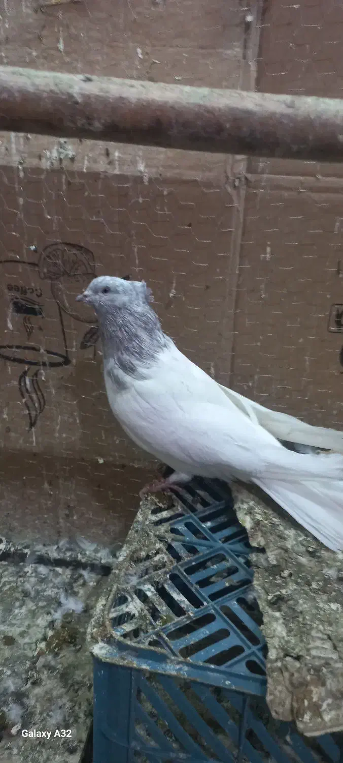 کبوتر|پرنده|میاندوآب, |دیوار