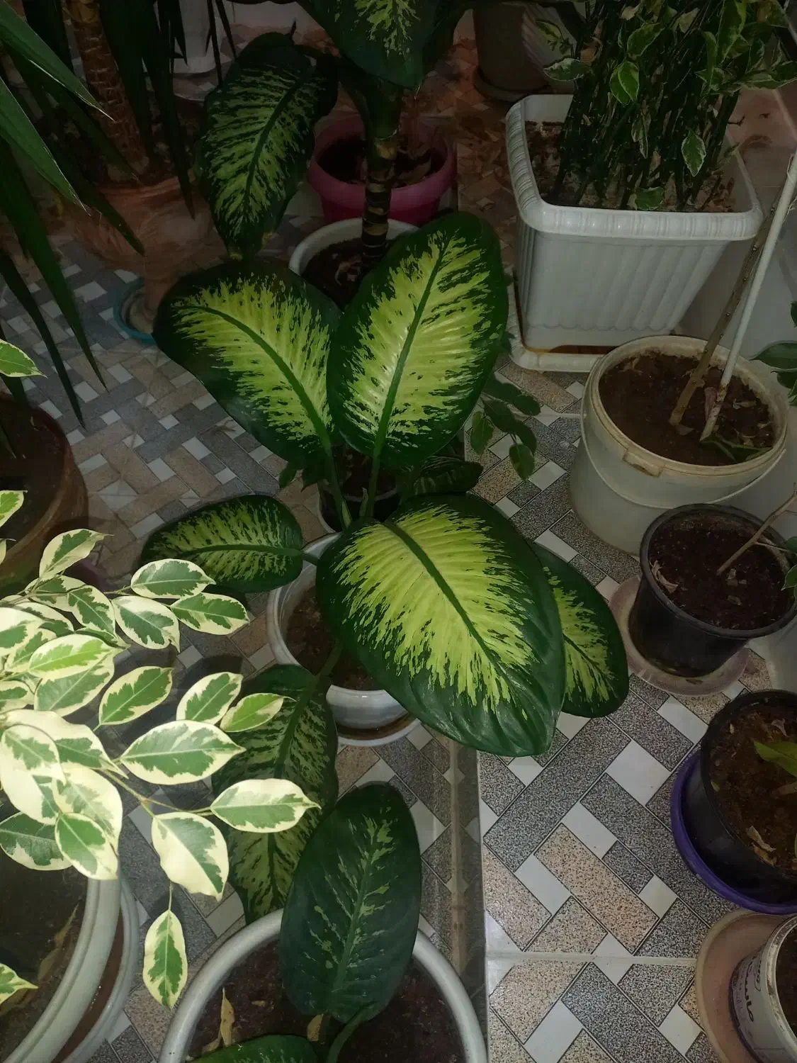 فروش گلهای دیفن|گل و گیاه طبیعی|فارسان, |دیوار