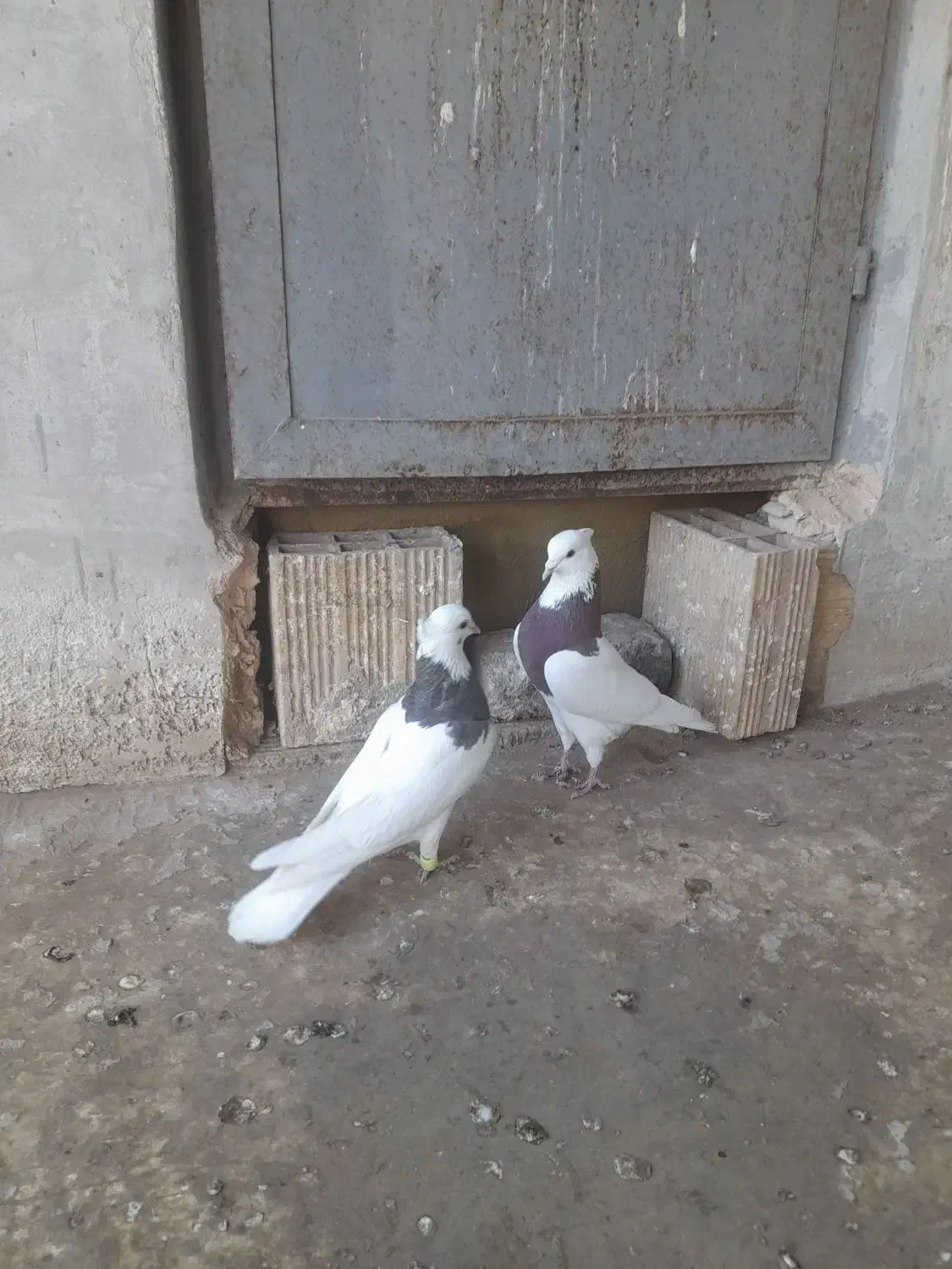 طوقی جفتی و|پرنده|اقبالیه, |دیوار