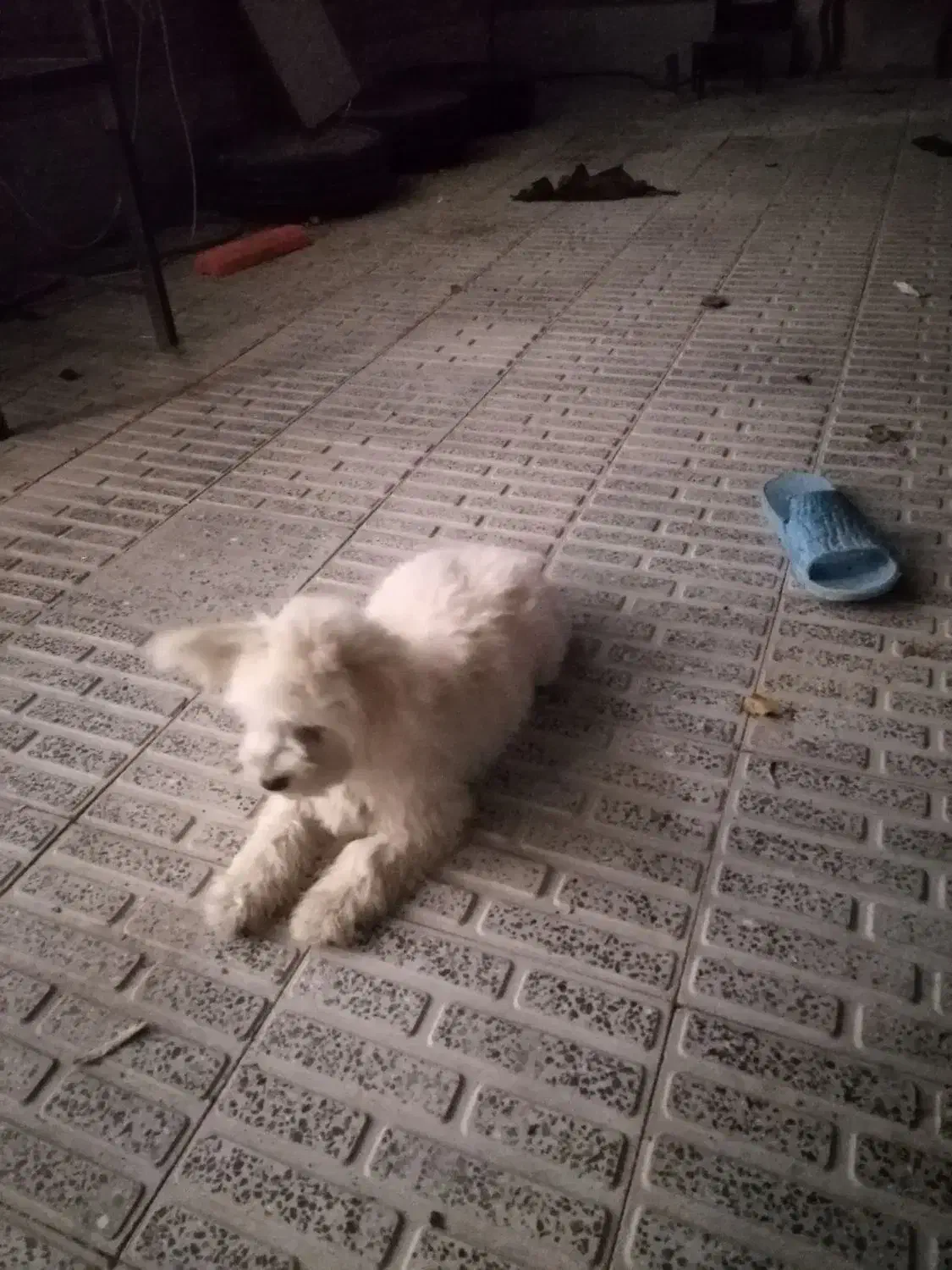 فروش سگ خانگی در فرخشهر|سگ|فرخشهر, |دیوار