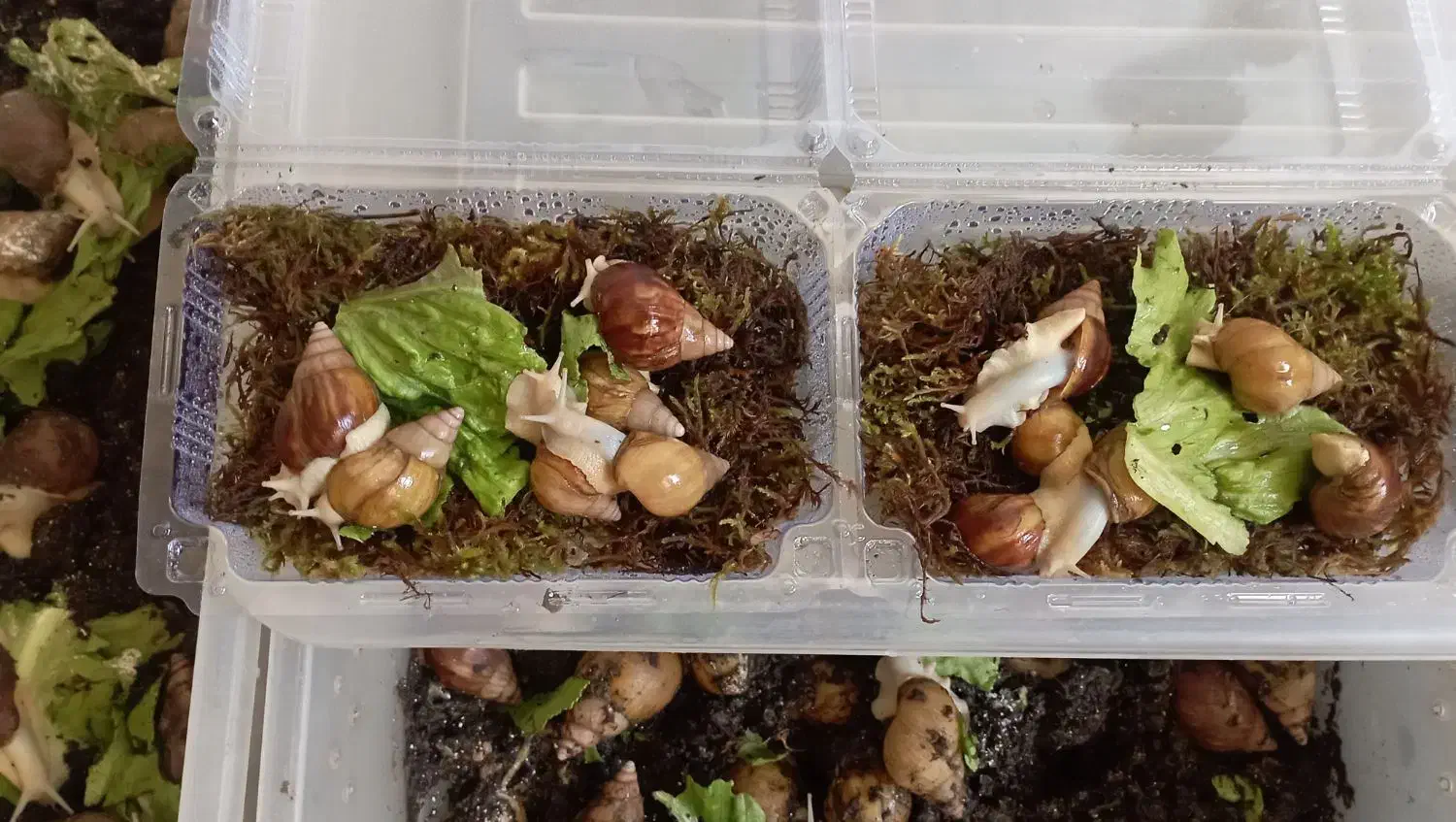 پک 5 عددی حلزون. مناسب پوست|خزنده|مشهد, ادیب نیشابوری (شهرک غرب)|دیوار